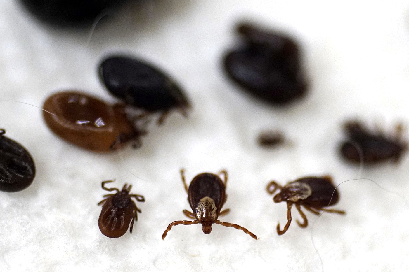 Ticks of a variety of sizes