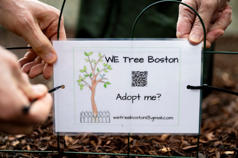 Cathleen and Thomas Griffin installing a fence around a new tree with a laminated card that says 'We Tree Boston. Adopt me?' with a QR code.