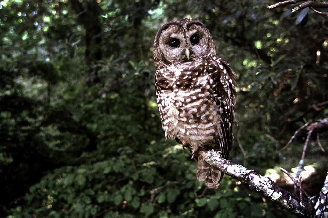 An owl in an old-growth forest in the Pacific Northwest.