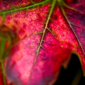 A red maple leaf.