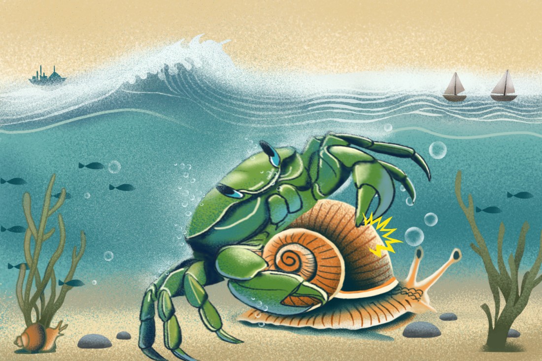 An illustration of a green crab trying unsuccessfully to attack a sea snail. The sea snail's hard shell is protecting it.