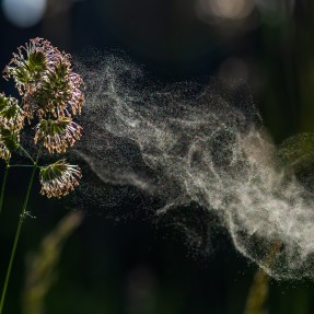 A cloud of pollen drifting off of a flower on a black background.