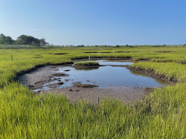 A small body of shallow water in the middle of a marsh with green grasses growing around. It is a sunny day. 