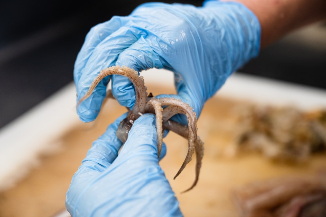 Two hands wearing blue latex gloves carefully handle a small squid. 