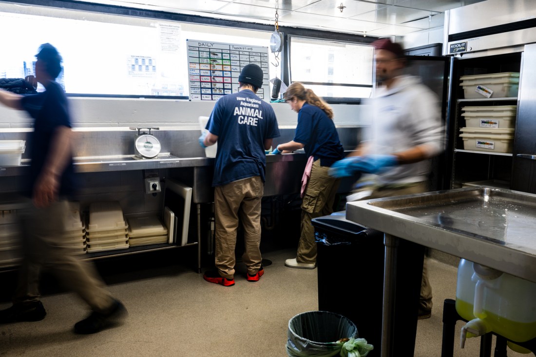 Several people move about a preparation station in an aquarium facility, with shelving and equipment visible around them. 