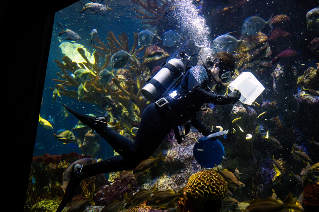 Another perspective of a scuba diver in an aquarium tank seen through the glass, surrounded by schools of tropical fish and coral formations. The diver appears to be perform feeding duties while submerged. 