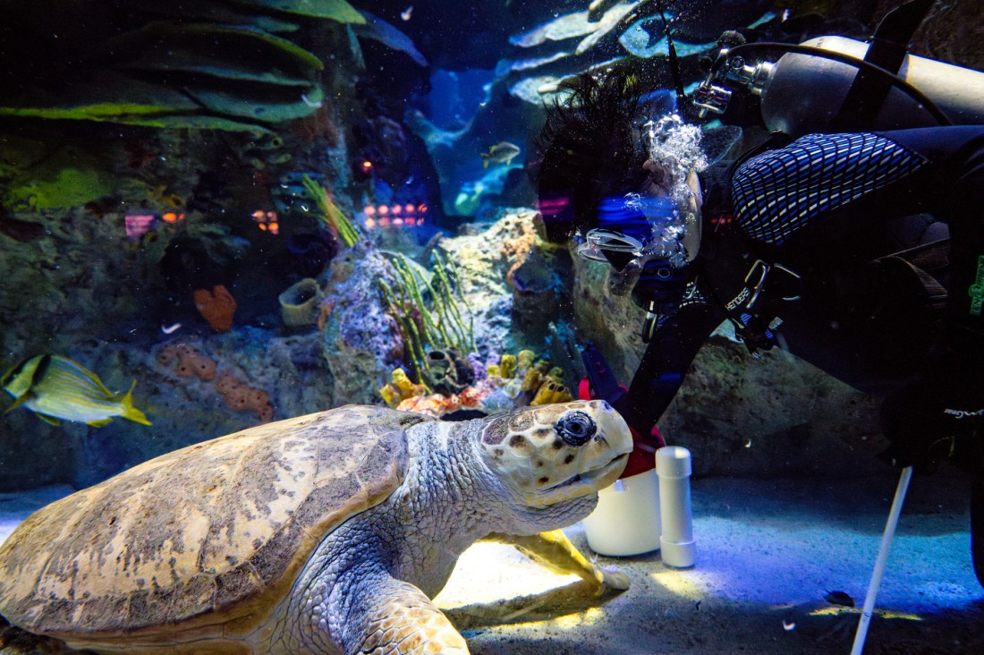 An underwater view showing a scuba diver in full gear swimming along colorful tropical fish, coral formations, and a sea turtle in a large aquarium tank. 