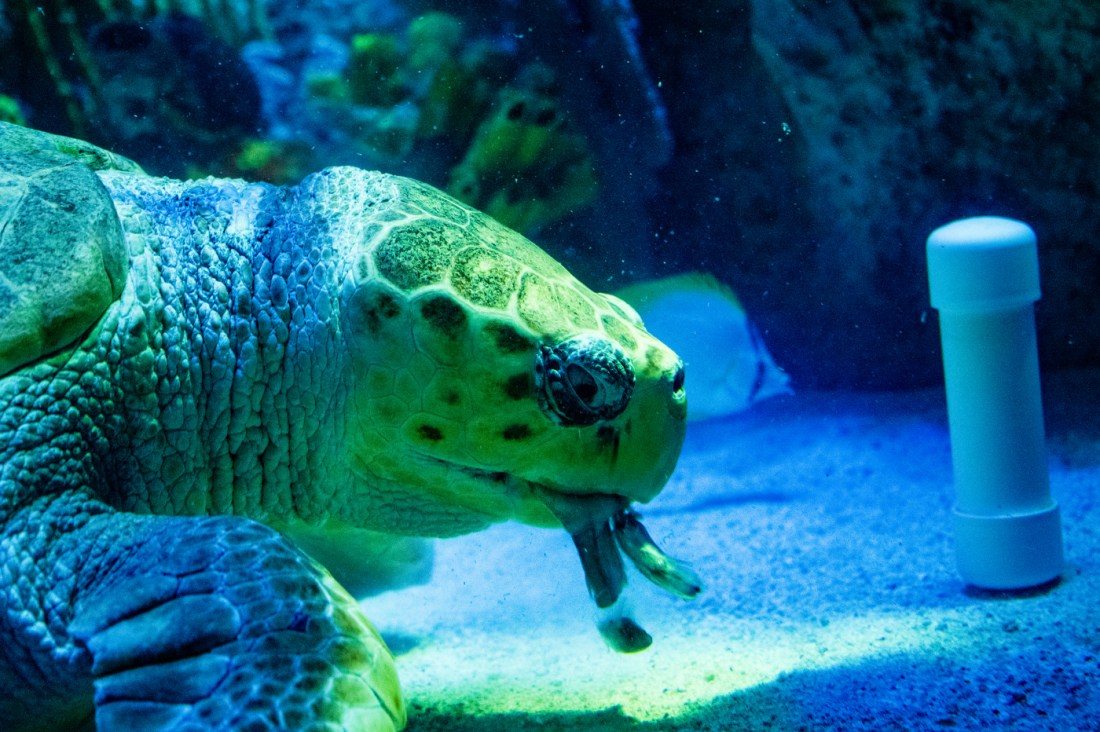 A sea turtle seen underwater eating. 