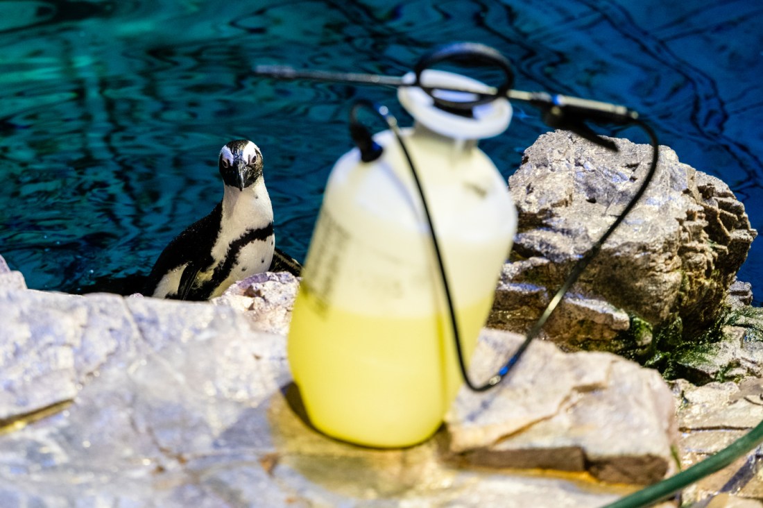 A tank rests on a rock in the foreground while a black and white penguin stares at the photographer in the background.