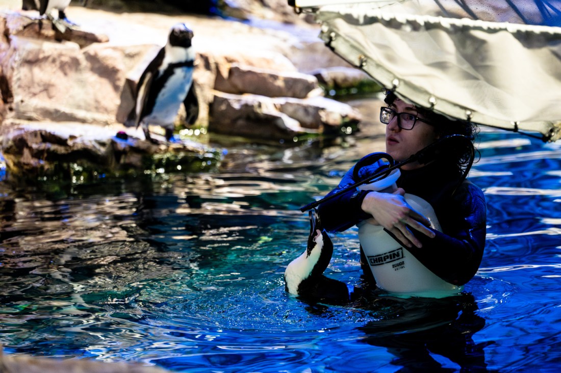 A person holding a tank swims in a body of water at the aquarium next to a penguin. Another penguin watches from a nearby rock.
