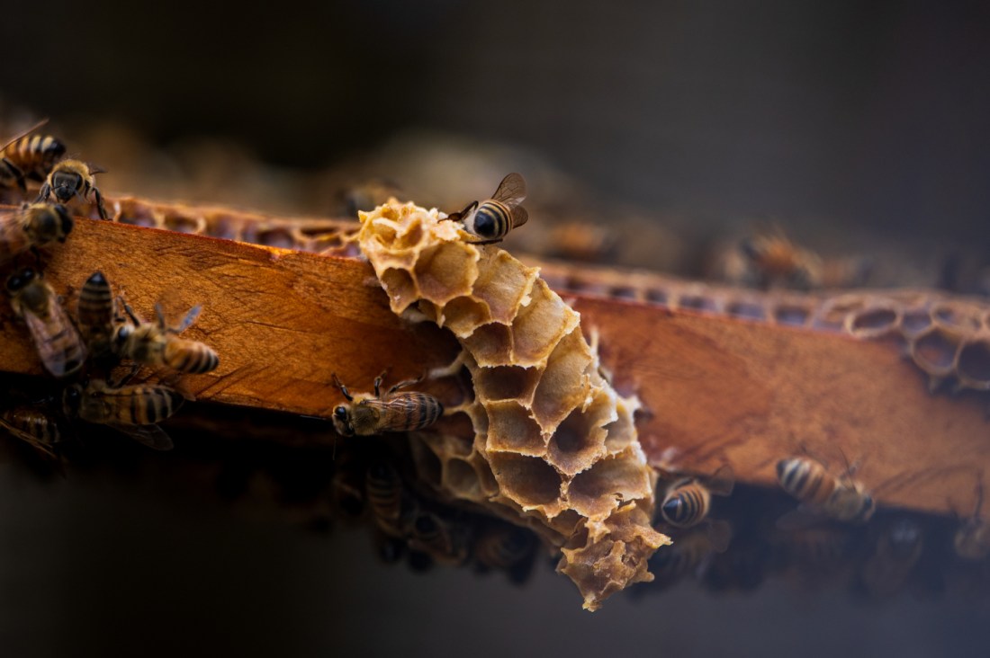 A close-up view of honeybees crawling across a honeycomb frame.