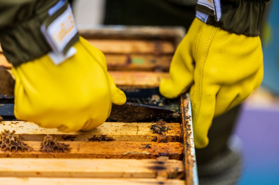 Close-up of gloved hands inspecting a beehive frame during a hive check on campus.
