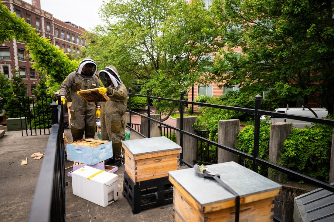 Two student beekeepers examine hive boxes in an urban garden setting.
