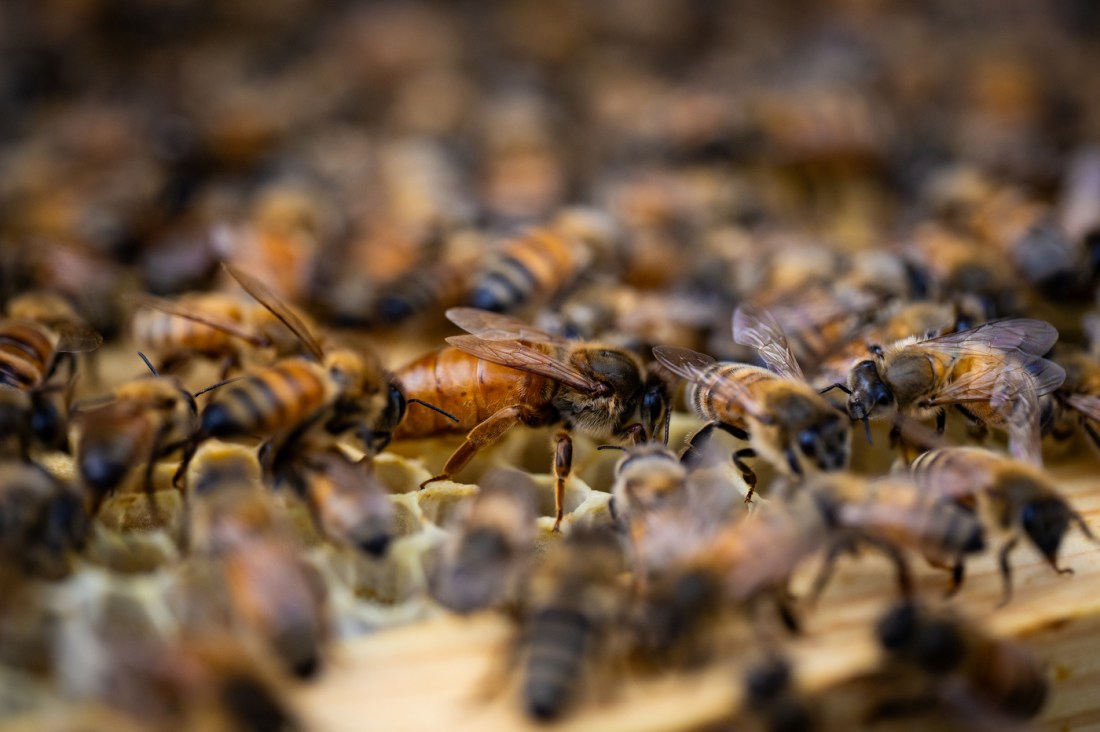 A hive on dozens of bees.