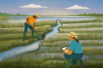 A conceptual illustration of two scientists wearing wide brimmed hats work in a salt marsh. One is using a shovel to dig a small manmade channel and the other is taking notes on a piece of paper.