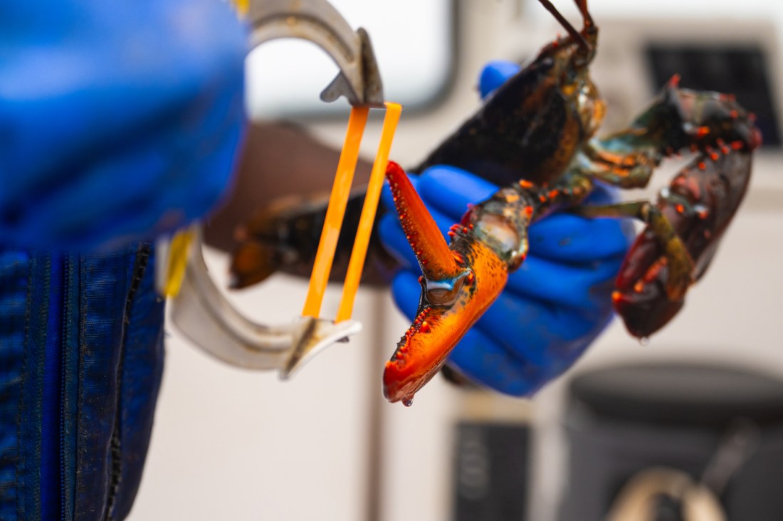 A close up of a lobster being tagged.