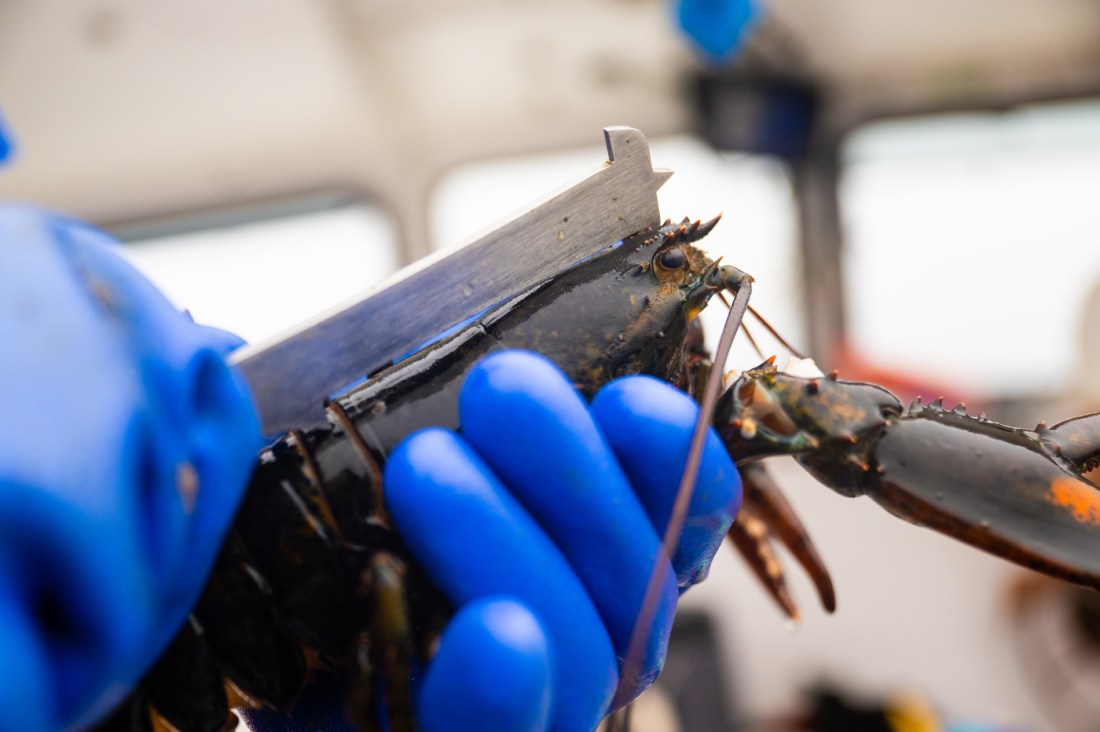 A close up of a lobster being tagged. 