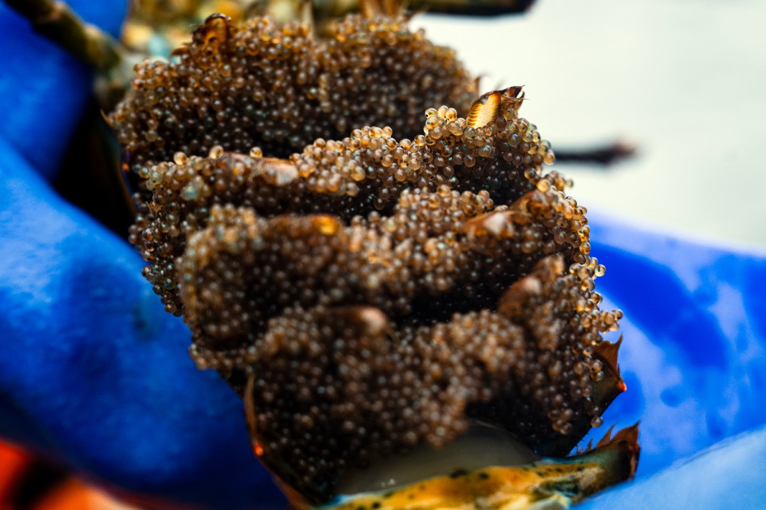 The underside of a lobster's tail with eggs on it.