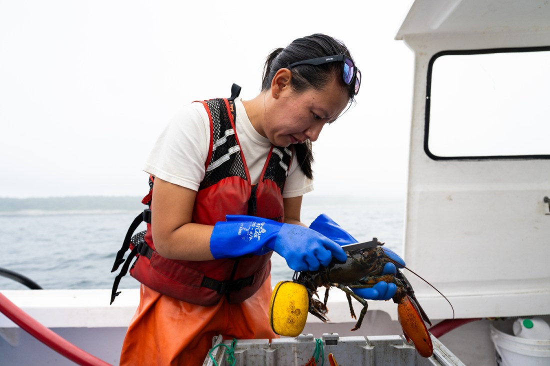 A person wearing white t-shirts and orange overalls and blue gloves holding a lobster and tagging it.