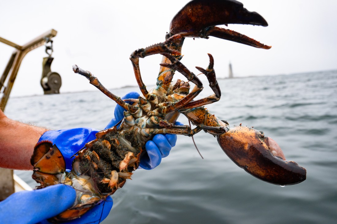 A close-up of a female lobster's underside as it's held by a person's blue gloved hands.