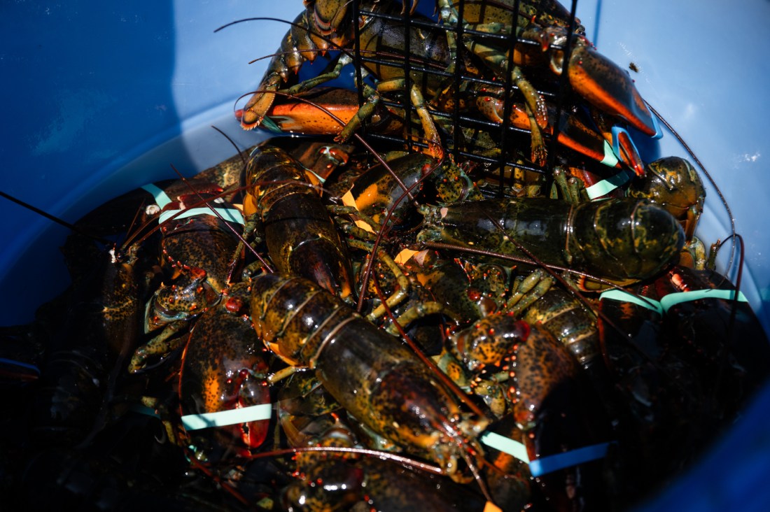 A bucket full of lobsters with their claws closed by rubber bands.