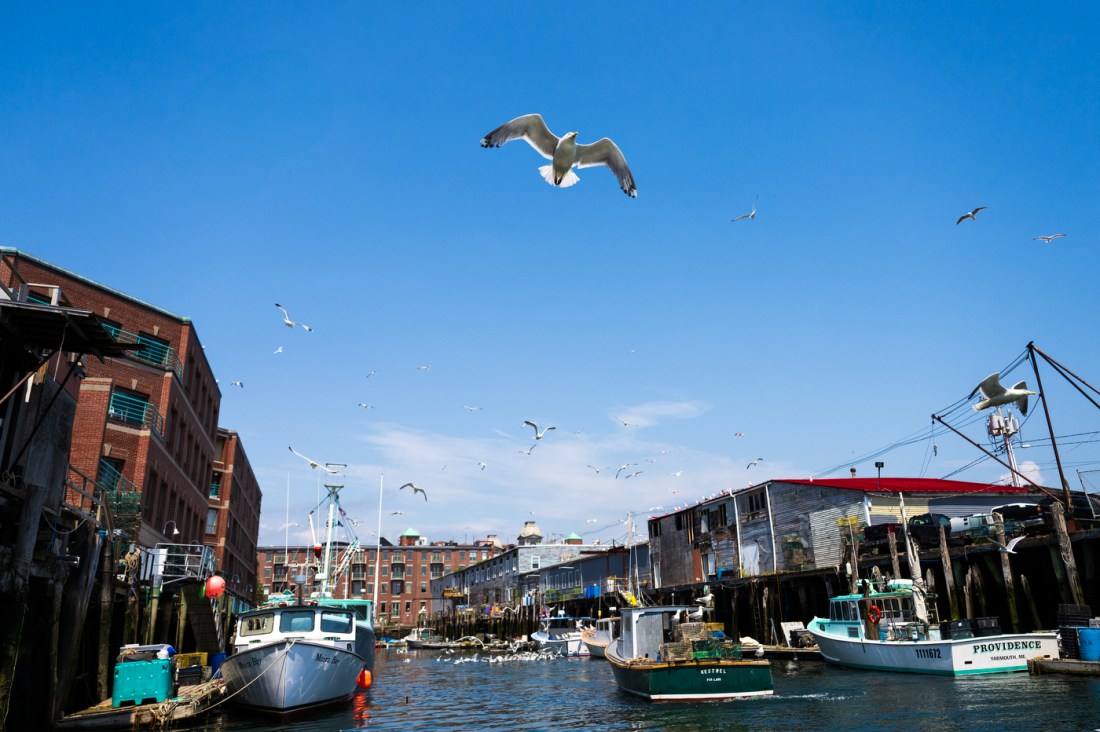 Seagulls flying above the Portland Pier in Maine.