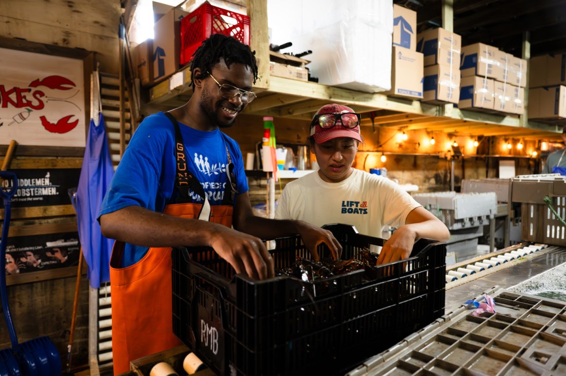 Two people standing in front of a crate of lobsters counting how many there are.