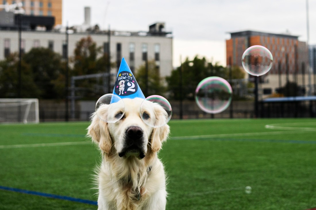 Cooper wearing a party hat for his second birthday looking at bubbles