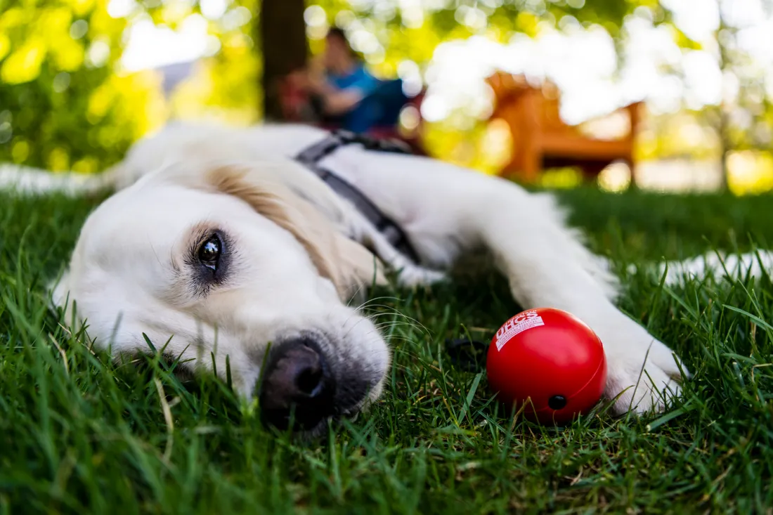 Cooper laying in the grass with a red ball by his paw