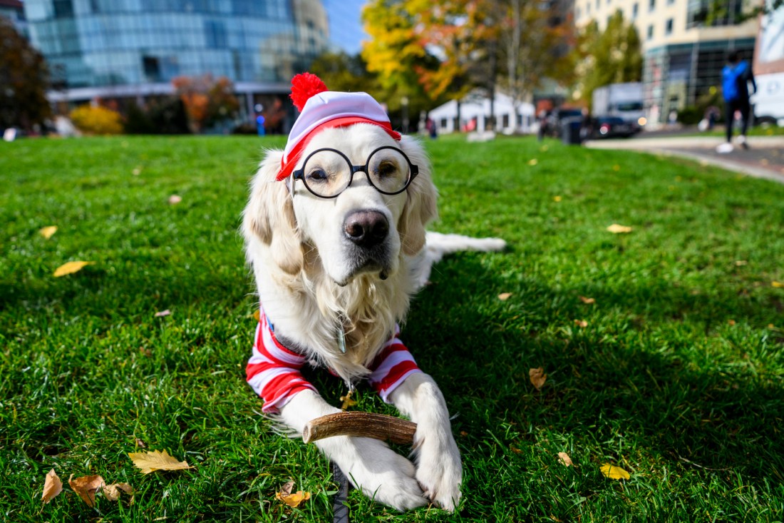 Cooper dressed up as Where's Waldo