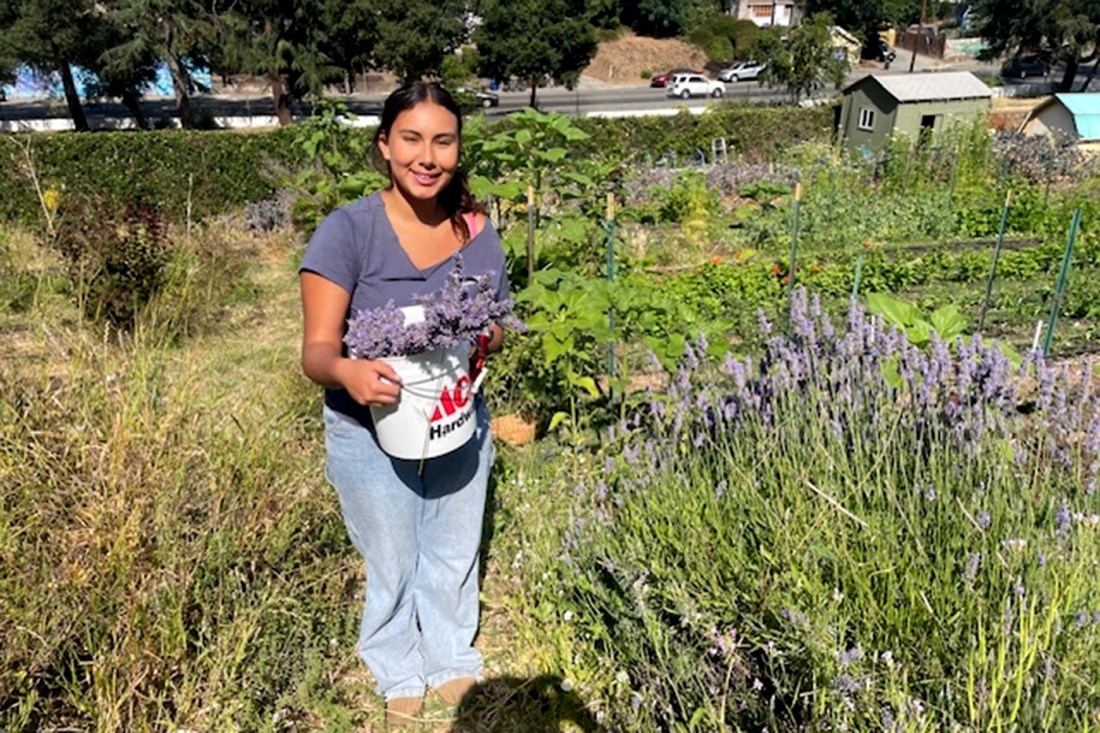 A person standing outside next to a bunch of lavendar.