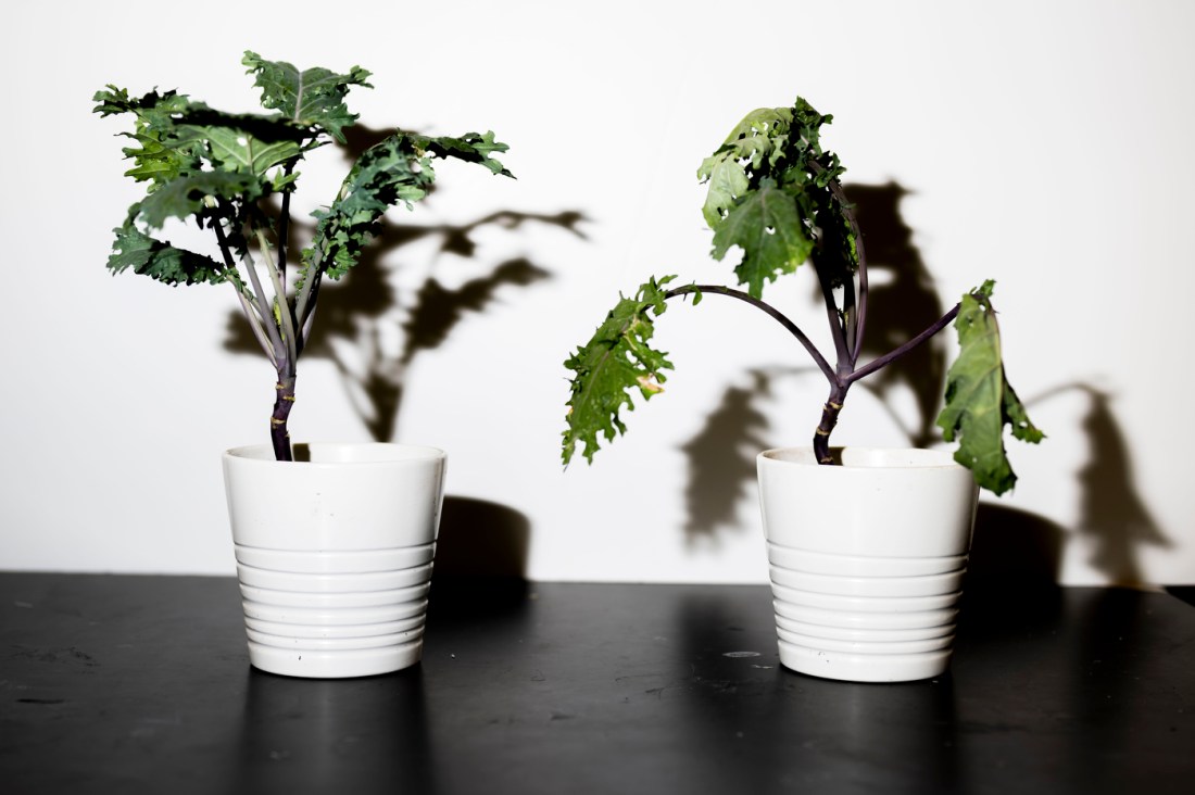 Two potted plants on a black surface in front of a white background.