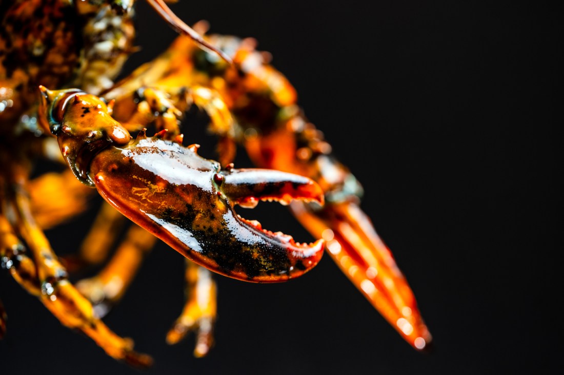 A close up of Jackie's right claw, which is noticeably smaller than the left, and a deep red and black color.