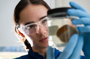 A researcher wearing clear safety goggles and blue nitrile gloves holds up a glass container with a brownish sample suspended in clear liquid inside and examines it.