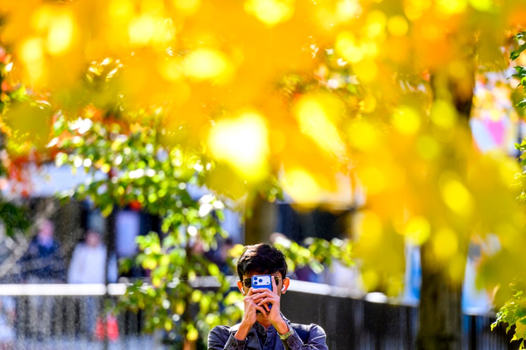 A student holds up a smartphone to photograph autumn foliage near Northeastern University's Veterans Memorial on the Boston campus. The image is shot through brilliant golden-yellow fall leaves in the foreground, creating a soft bokeh blur effect that frames the student in the middle distance. Vibrant yellow and green foliage fills the frame, with the student partially obscured by the natural foreground, capturing the peak of fall colors on campus.