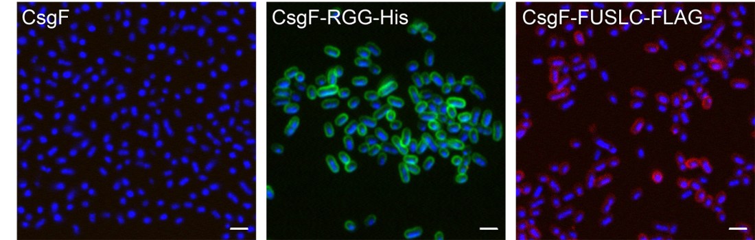 Fluorescence microscopy image showing bacterial cells stained blue, representing CsgF expression with no visible green or red signal; fluorescence microscopy image of bacterial cells with blue-stained nuclei and strong green fluorescence outlining the cells, indicating CsgF-RGG-His expression; fluorescence microscopy image showing bacterial cells stained blue with red fluorescence signal, representing CsgF-FUSLC-FLAG expression. 